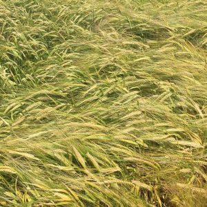 Semilla ecológica Cebada RGT Planet Eco