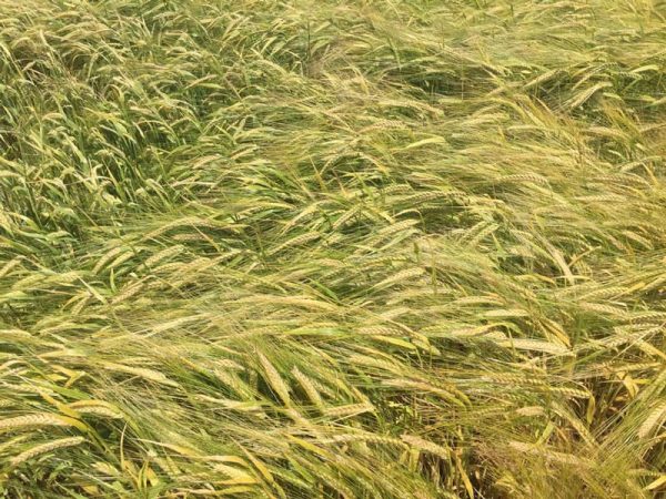 Semilla ecológica Cebada RGT Planet Eco