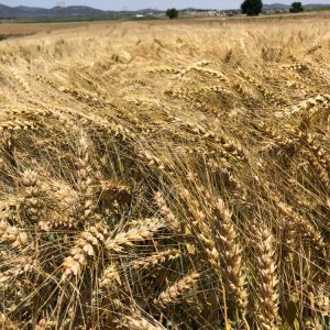 Semilla ecológica Trigo RGT Tocayo Eco