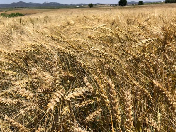 Semilla ecológica Trigo RGT Tocayo Eco