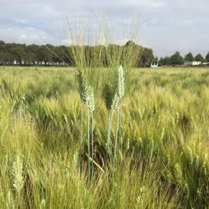 Semilla ecológica Trigo Duro Achille Eco