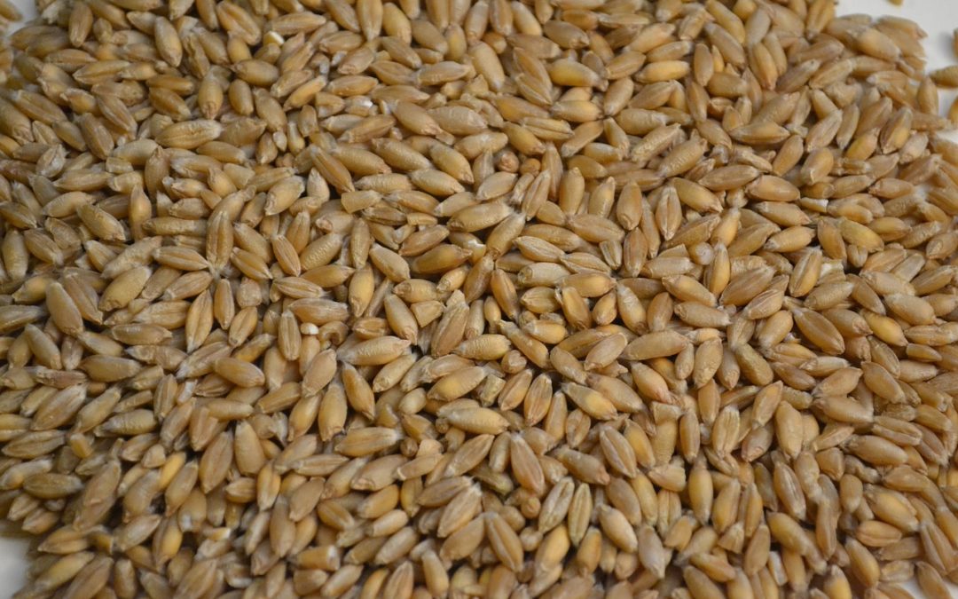 Triticale