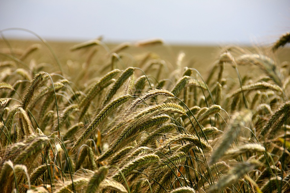 España, el país de la UE con mayor superficie agrícola ecológica