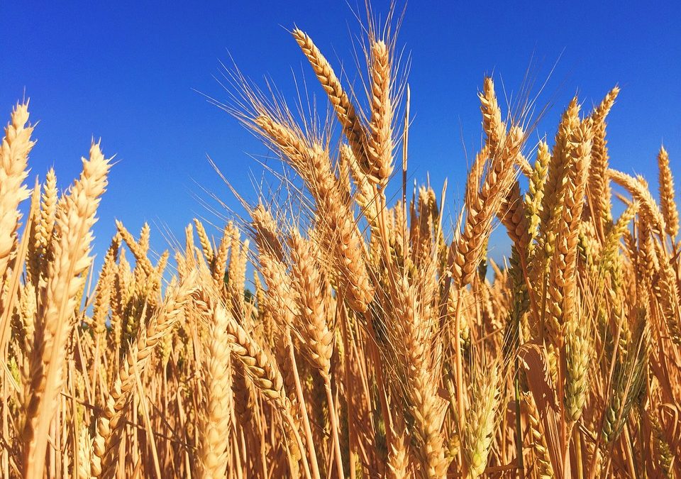 España, el país de la UE con mayor superficie agrícola ecológica