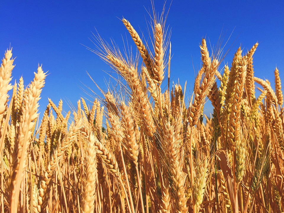 España, el país de la UE con mayor superficie agrícola ecológica
