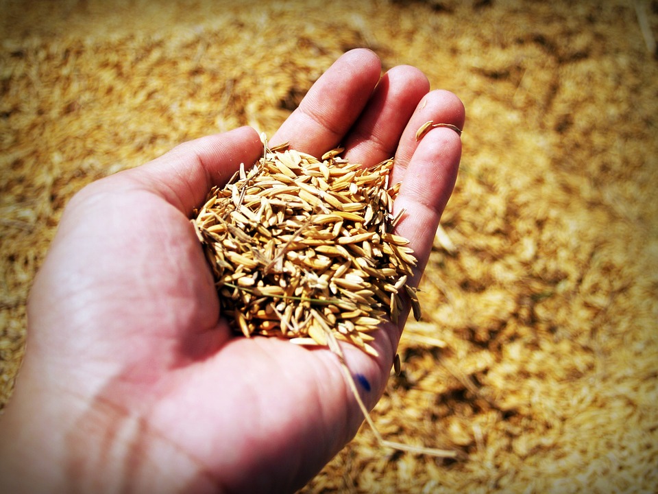 Los 10 principios básicos de la agricultura ecológica