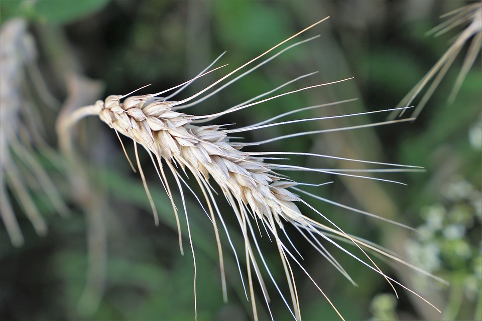 Agricultura ecológica: ¿qué dice la ciencia?