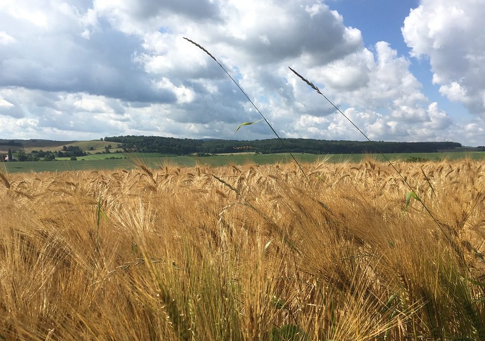 La rentabilidad de la agricultura ecológica