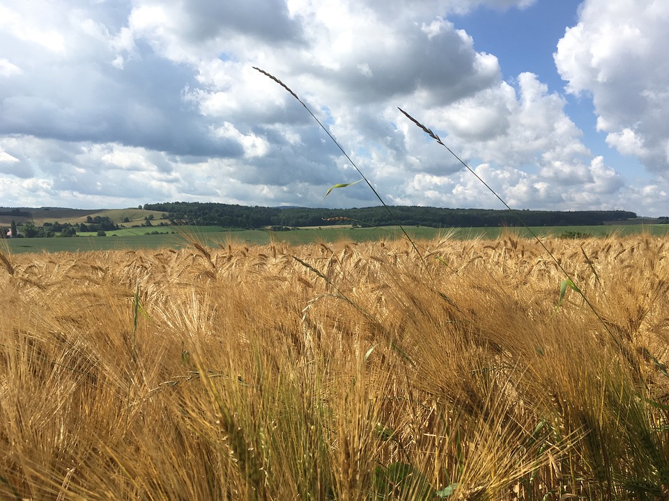 La rentabilidad de la agricultura ecológica