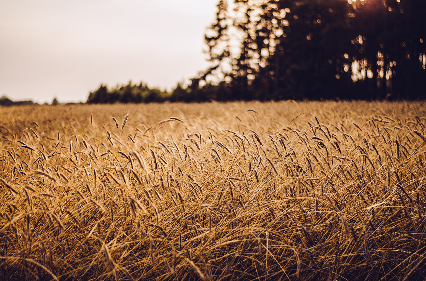 Agricultura ecológica para mitigar el cambio climático