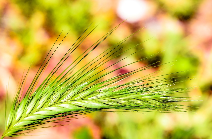 España, primer puesto a nivel europeo en superficie dedicada a la agricultura ecológica