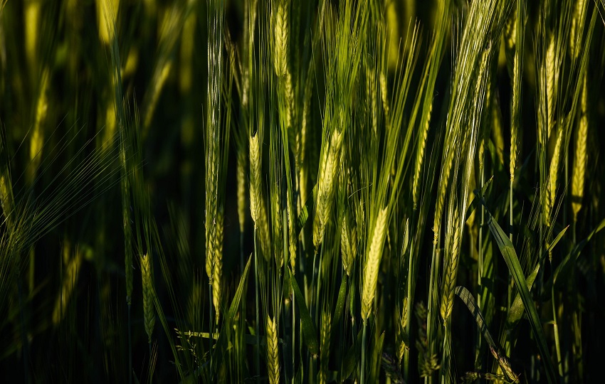 agricultura ecológica