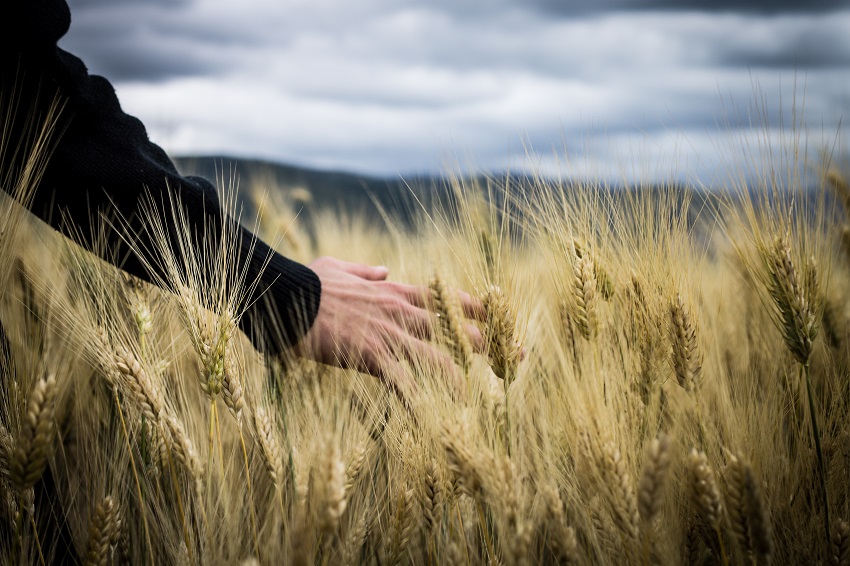 Apostar por la agricultura ecológica, la agricultura del futuro