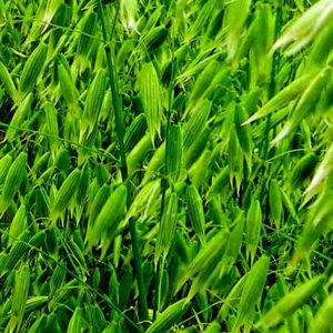 Semilla ecológica Avena RGT IVory ECO