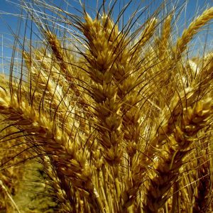 Semilla ecológica Trigo LG Ancia sin tratamiento