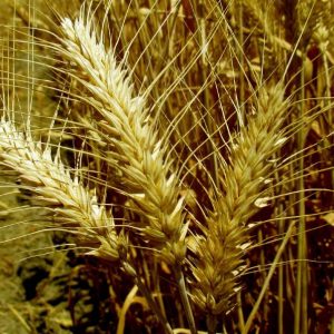 Semilla ecológica Trigo Tujena Eco
