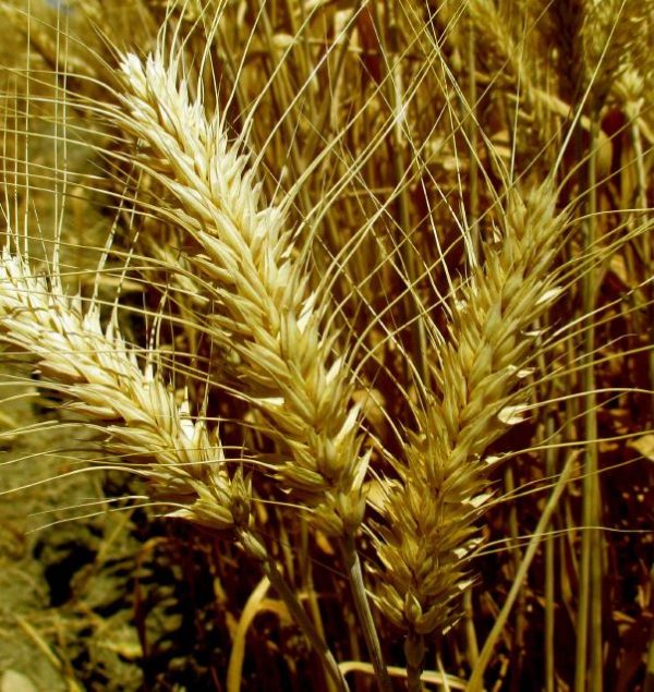 Semilla ecológica Trigo Tujena Eco