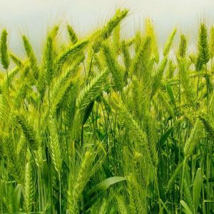Semilla ecológica Triticale Saleroso Eco