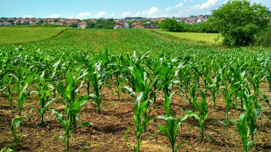 Agricultura eco durante la pandemia