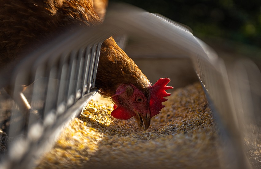 Piensos ecológicos para animales