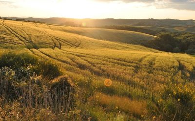 Crecimiento de la superficie ecológica