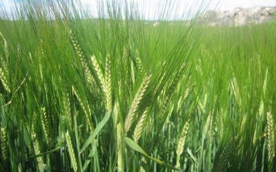 Agricultura ecológica en Castilla La Mancha