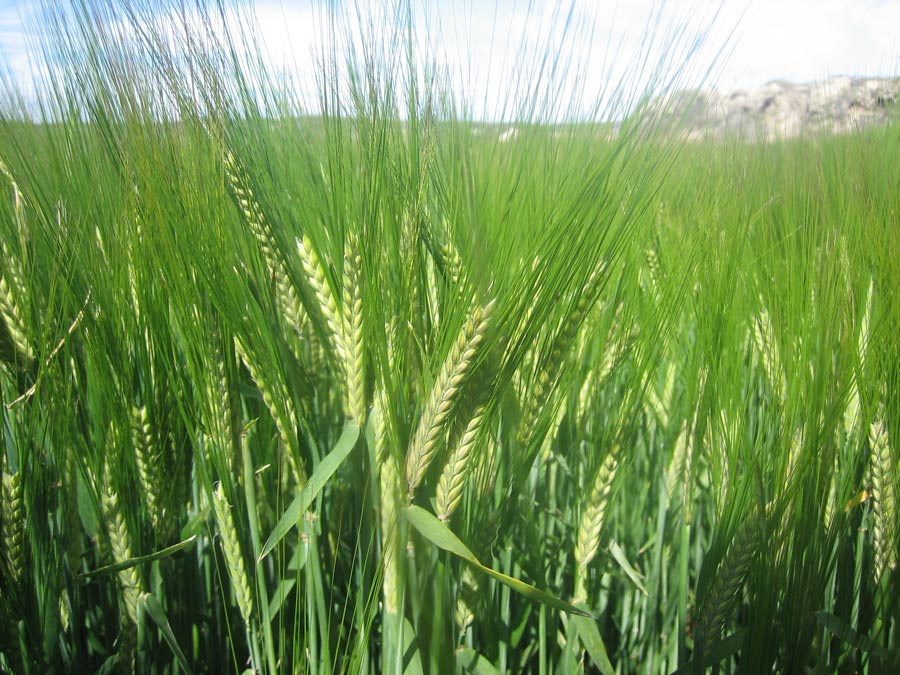 Agricultura ecológica en Castilla La Mancha