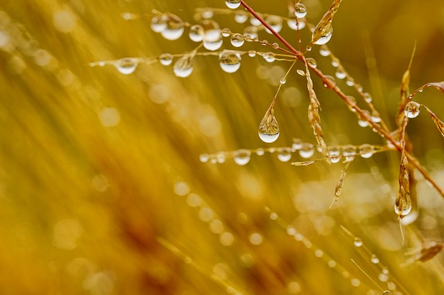 La obtención vegetal y el cambio climático