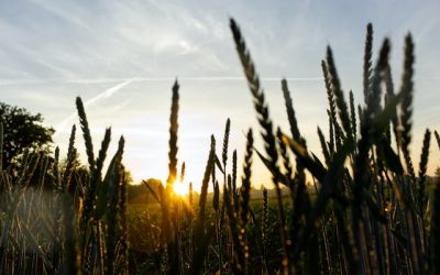 OBJETIVOS DE LA AGRICULTURA ECOLÓGICA