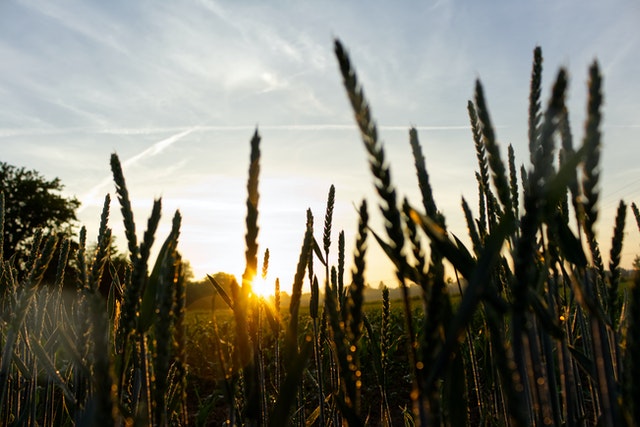 OBJETIVOS DE LA AGRICULTURA ECOLÓGICA