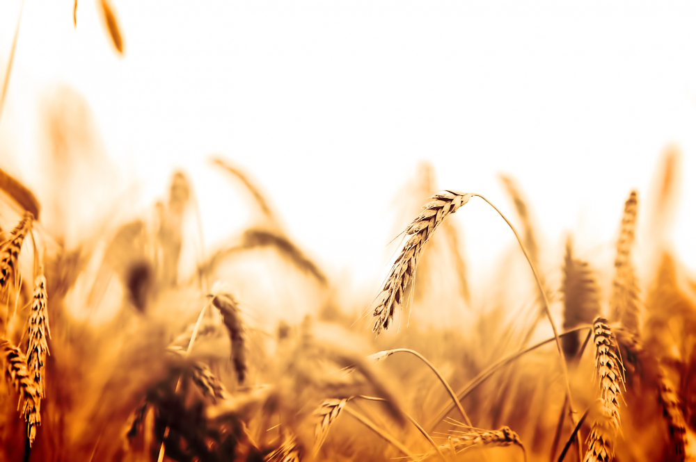 Las mejoras de la obtención vegetal han incrementado la productividad del trigo