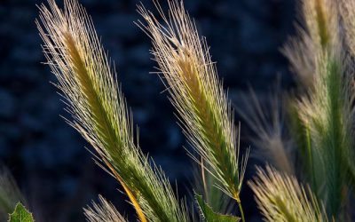 Aportaciones de la mejora del trigo en la transformación y el consumo