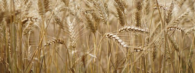 ¿Qué es la Septoria?