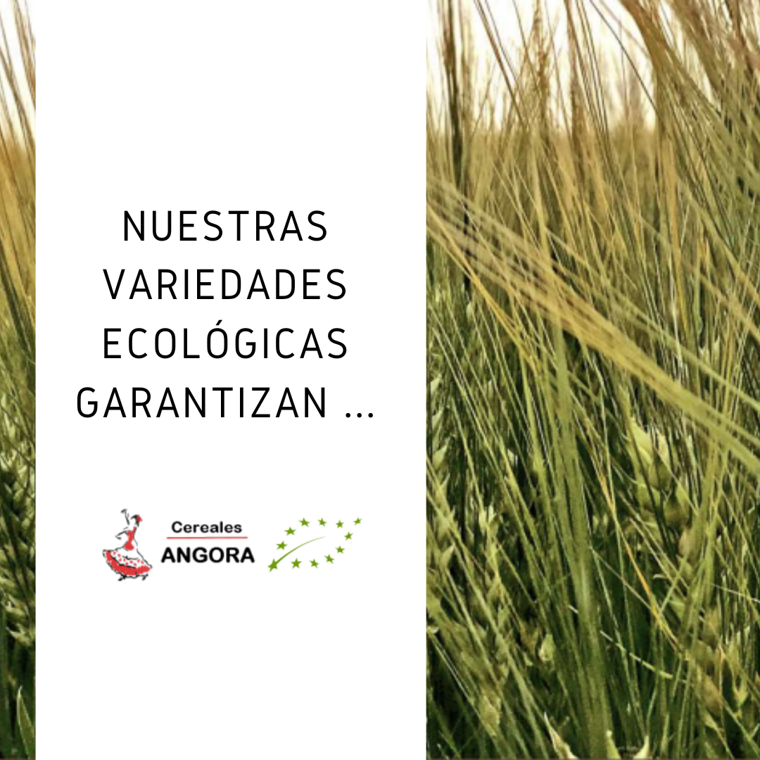 Nuestras semillas ecológicas garantizan
