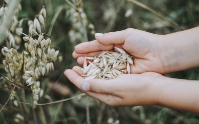 ¿Por qué elegir alimentos de cultivo ecológico?