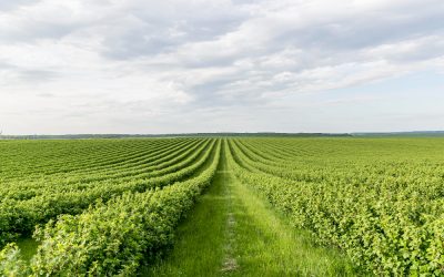 Cubiertas vegetales para cultivos leñosos