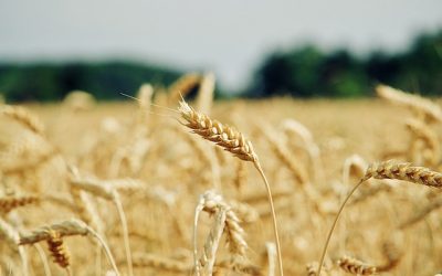 Consejos para el control de plagas y enfermedades de forma ecológica en el cultivo de cereales.