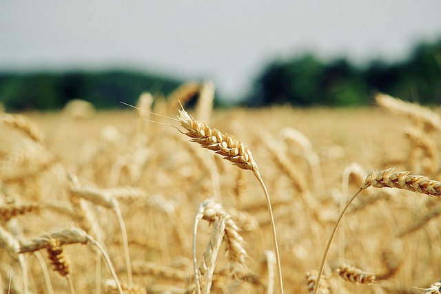 Consejos para el control de plagas y enfermedades de forma ecológica en el cultivo de cereales.