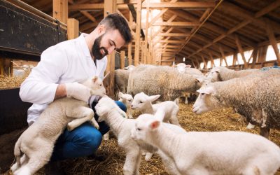 La importancia de la alimentación animal ecológica