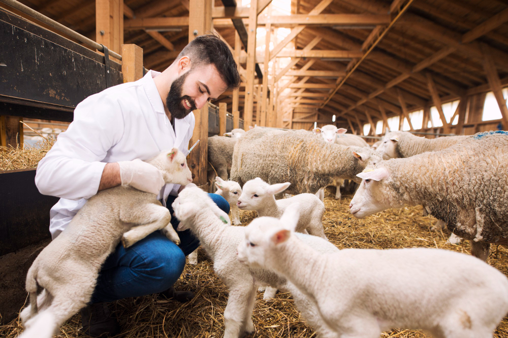 La importancia de la alimentación animal ecológica