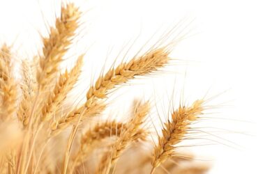 Cultivo con semillas certificadas: beneficios y ventajas