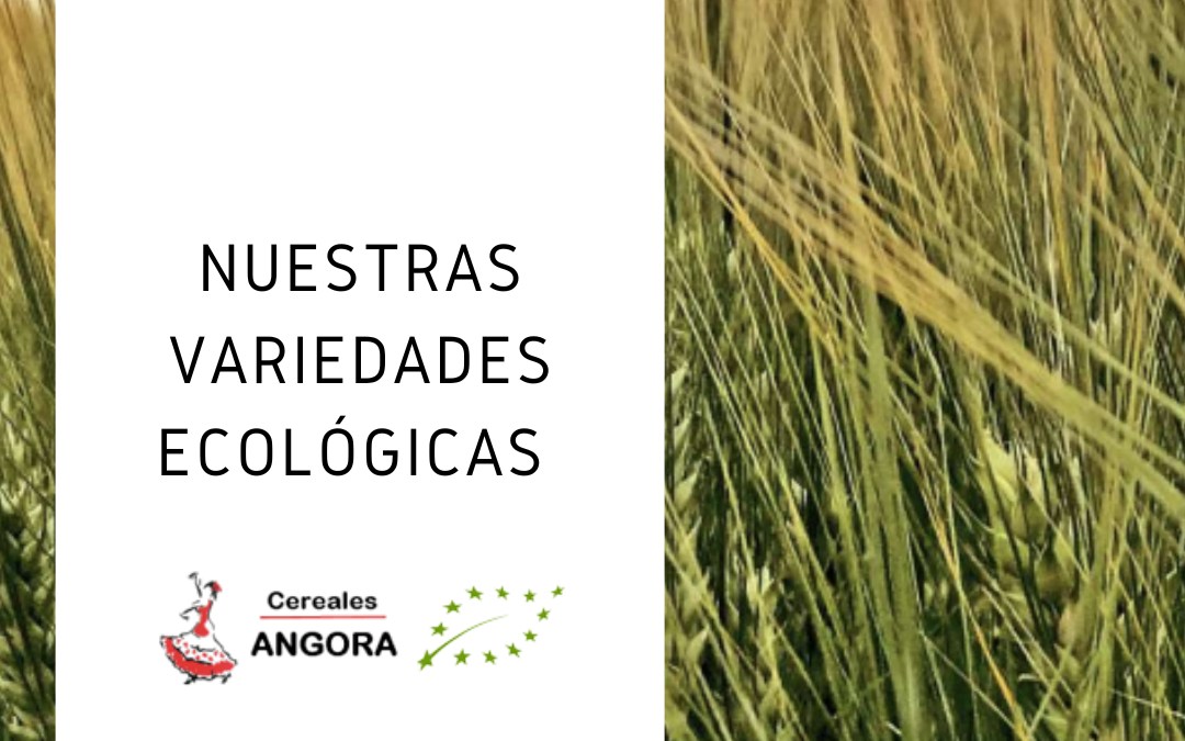 Nuestras variedades: catálogo de semillas ecológicas certificadas