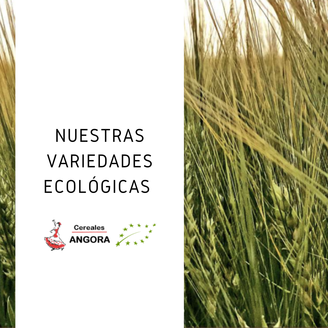 catálogo de semillas ecológicas certificadas