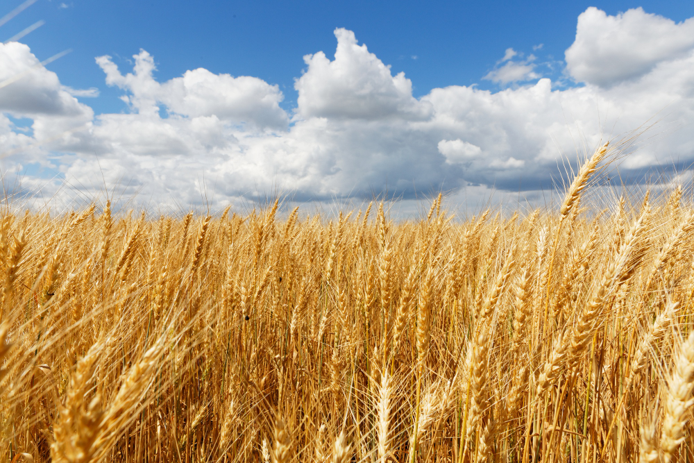 La cosecha del cereal de invierno en 2024 -2025, en España, subirá un 123%