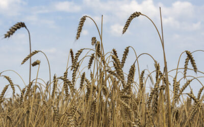 Mejor variedad de cereal según la zona de cultivo en España