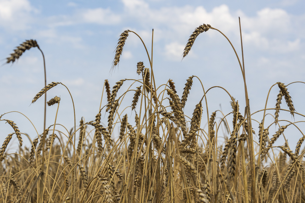 mejor variedad de cereal según la zona de cultivo
