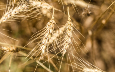 ¿Por qué apostar por la agricultura ecológica hoy?