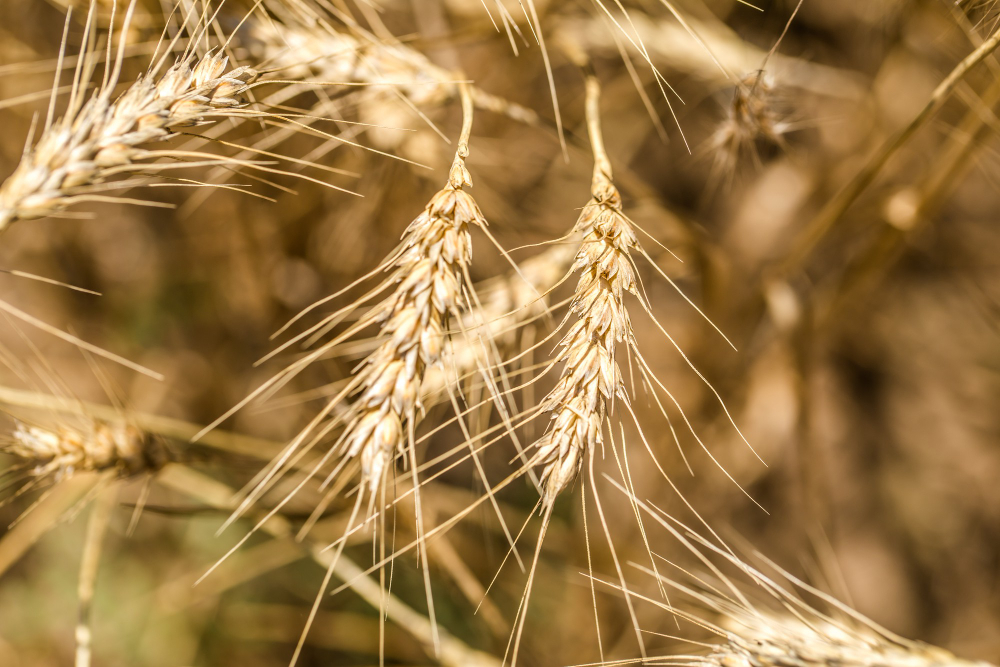 ¿Por qué apostar por la agricultura ecológica hoy?