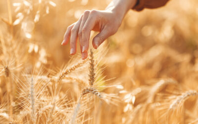 Importancia de la rotación de cultivos para el cereal