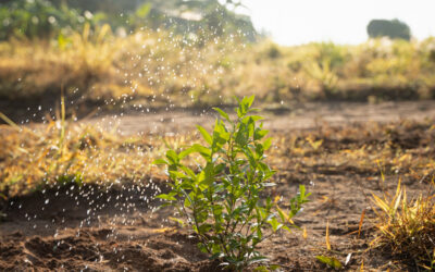 Gestionar el agua de manera sostenible: clave para el campo y el futuro
